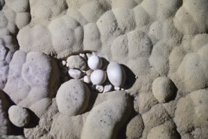 Hang Thanh Vân 5 5 1