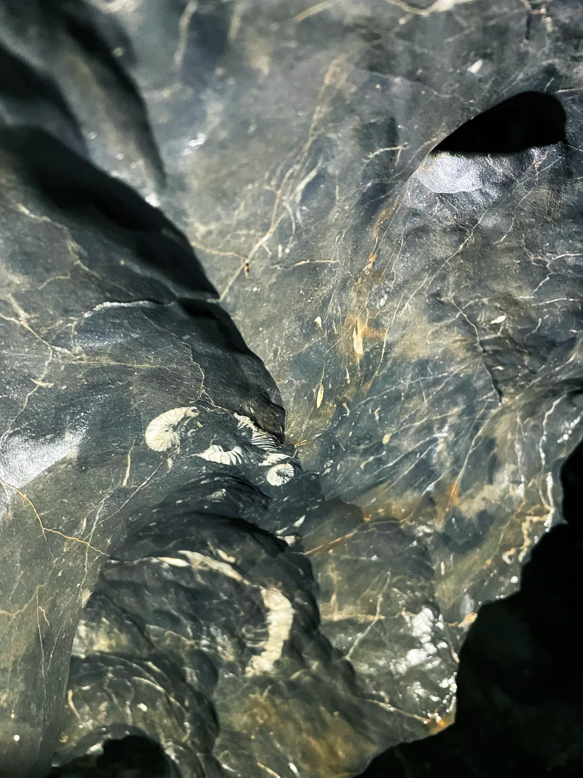 400-million-year-old tetracoral fossils covering the ceiling and walls of E Cave