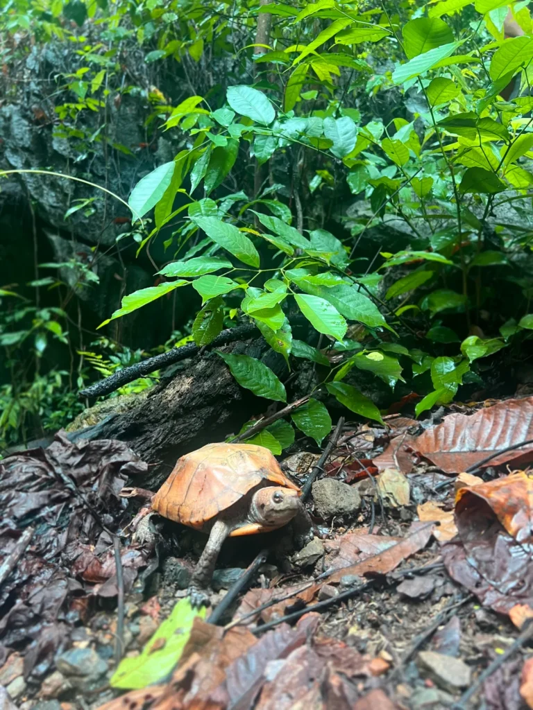 Animals The Central Vn Yellow Headed Box Turtle 02 - E Cave (Hang E), Phong Nha Vietnam